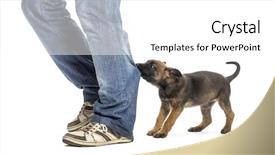  Presentation with jesus shepherd - Slides enhanced with dog bite - belgian shepherd puppy biting background and a white colored foreground