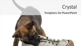  Presentation with belgian waffles fruits - Slides enhanced with dog bite - belgian shepherd puppy playing background and a white colored foreground