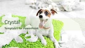  Presentation with brown paper sack - Colorful PPT theme enhanced with dog bite - jack russell terrier biting paper backdrop and a soft green colored foreground