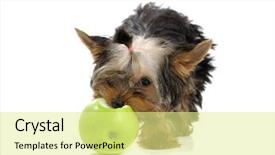  Presentation with apple - Slides enhanced with dog bite - puppy and apple background and a  colored foreground