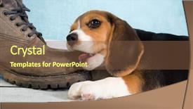  Presentation with old dog - Theme consisting of dog bite - seven weeks old cute little background and a tawny brown colored foreground