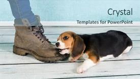  Presentation with old hymnal - Cool new presentation theme with dog bite - seven weeks old cute little backdrop and a sky blue colored foreground