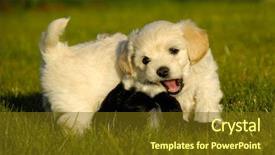  Presentation with sweet - Slide deck having dog bite - two sweet puppies are fighting background and a  colored foreground