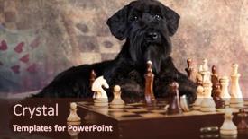  Presentation with dog - Colorful presentation design enhanced with dog-black-miniature-schnauzer-plays backdrop and a wine colored foreground