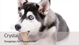  Presentation with husky - Colorful presentation theme enhanced with dog bone - beautiful cute husky puppy isolated backdrop and a light gray colored foreground