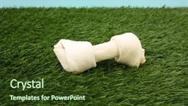  Presentation with bone - Cool new slides with dog bone sitting backdrop and a tawny brown colored foreground