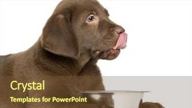  Presentation with black and white old phone - Colorful presentation design enhanced with dog bowl - close-up of a labrador retriever backdrop and a tawny brown colored foreground