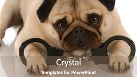  Presentation with police dog - Colorful PPT layouts enhanced with dog breaking the law - pug backdrop and a violet colored foreground