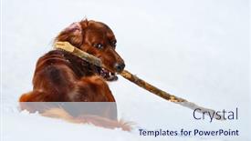  Presentation with irish - Amazing slide set having dog-breed-irish-red-setter backdrop and a sky blue colored foreground