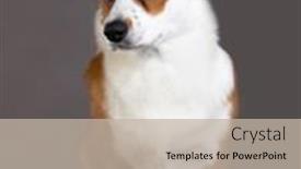  Presentation with welsh - Theme with dog-breed-welsh-corgi-cardigan background and a mint green colored foreground