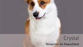  Presentation with welsh - PPT layouts with dog-breed-welsh-corgi-cardigan background and a light gray colored foreground