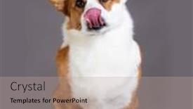  Presentation with welsh - Slide deck consisting of dog-breed-welsh-corgi-cardigan background and a coral colored foreground