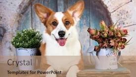  Presentation with welsh - Audience pleasing slide deck consisting of dog-breed-welsh-corgi-cardigan backdrop and a coral colored foreground