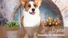  Presentation with welsh - PPT layouts consisting of dog-breed-welsh-corgi-cardigan background and a coral colored foreground