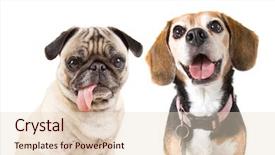  Presentation with what is thing used in looking for far object - Theme having portrait of a smiling family with two children at beach by car holiday and travel concept background and a coral colored foreground