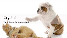  Presentation with english bulldog - Slides enhanced with dog breeding - cute english bulldog puppy bullying background and a white colored foreground