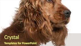  Presentation with english - PPT layouts consisting of dog breeding - english cocker spaniel 2 years background and a tawny brown colored foreground