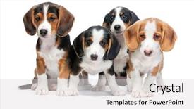  Presentation with dachshund - Beautiful presentation design featuring dog breeding - four dachshund puppies isolated backdrop and a light gray colored foreground