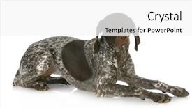  Presentation with pointer - Beautiful presentation theme featuring dog breeding - german short haired pointer laying backdrop and a white colored foreground