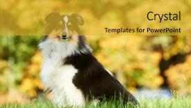  Presentation with sheepdog - Amazing theme having dog breeding - shetland sheepdog sitting on green backdrop and a gold colored foreground