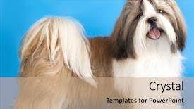  Presentation with dog - Theme consisting of dog breeds shih tzu background and a coral colored foreground