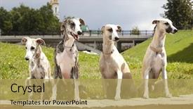  Presentation with greyhound - Audience pleasing slide set consisting of dog breeds whippet greyhound hunting backdrop and a yellow colored foreground