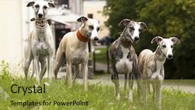  Presentation with greyhound - Presentation design featuring harbin - red ribbon at jile temple background and a gray colored foreground.