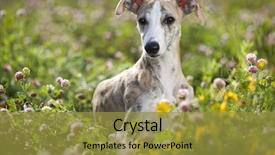  Presentation with greyhound - Beautiful slide deck featuring dog breeds whippet greyhound hunting backdrop and a gold colored foreground