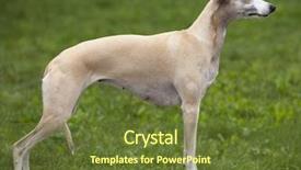  Presentation with greyhound - PPT theme with dog breeds whippet greyhound hunting background and a tawny brown colored foreground