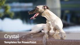  Presentation with greyhound - Audience pleasing slide deck consisting of dog breeds whippet greyhound hunting backdrop and a violet colored foreground