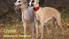 Presentation with greyhound - Colorful presentation design enhanced with dog breeds whippet greyhound hunting backdrop and a tawny brown colored foreground