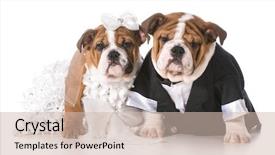  Presentation with bride - Slides featuring dog bride and groom puppies background and a soft green colored foreground
