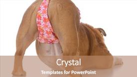  Presentation with magic wand dog - Amazing slide set having dog bum wearing thong underwear backdrop and a coral colored foreground