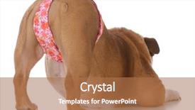  Presentation with dog - PPT theme enhanced with dog bum wearing thong underwear background and a coral colored foreground