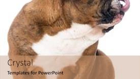  Presentation with lips mouth - Cool new theme with dog canine pet puppy sitting isolated tongue mouth lick lips happy curl expression emotion bulldog animal hungry backdrop and a coral colored foreground