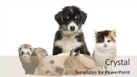 Presentation with pets - PPT theme with dog cat - group of young pets isolated background and a soft green colored foreground