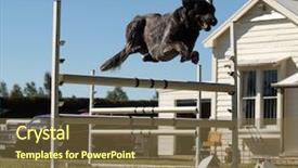  Presentation with agility - Beautiful presentation theme featuring dog coming over a jum backdrop and a  colored foreground