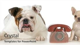  Presentation with effective communication between the team - Colorful slide set enhanced with dog communication - english and french backdrop and a soft green colored foreground