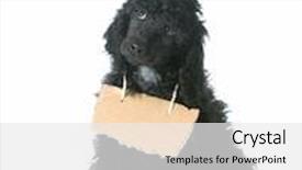  Presentation with poodle - Cool new slide deck with picture of sandwiches with sausage and vegetables on wooden table backdrop and a tawny brown colored foreground