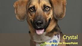  Presentation with paw print - Slides with dog cross breed background and a tawny brown colored foreground