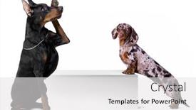  Presentation with doberman - Beautiful presentation theme featuring dog-dachshund-and-doberman backdrop and a  colored foreground