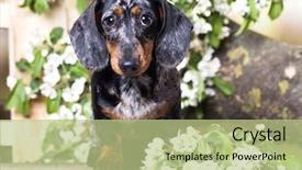  Presentation with jasmine spring flowers - Beautiful PPT layouts featuring dog dachshund and spring jasmine flowers backdrop and a mint green colored foreground