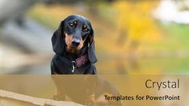  Presentation with dachshund - Theme with dog-dachshund-black-and-tan background and a yellow colored foreground