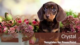  Presentation with dachshund - PPT layouts having dog-dachshund-brovn-and-tan background and a tawny brown colored foreground