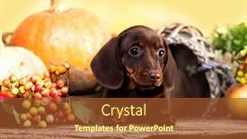  Presentation with tan - Cool new PPT theme with dog-dachshund-brovn-and-tan backdrop and a tawny brown colored foreground