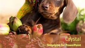  Presentation with tan - Presentation theme enhanced with dog-dachshund-brovn-in-hat background and a red colored foreground