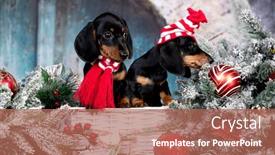  Presentation with dog christmas - Audience pleasing presentation consisting of dog-dachshund-new-year-s backdrop and a coral colored foreground