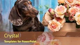  Presentation with tan - Presentation enhanced with dog-dachshund-puppy-and-flowers background and a tawny brown colored foreground