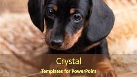 Presentation with dachshund - Colorful PPT layouts enhanced with dog-dachshund-puppy-black-tan backdrop and a tawny brown colored foreground