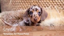  Presentation with tan - Presentation theme enhanced with dog-dachshund-puppy-dog-brovn background and a coral colored foreground